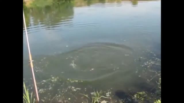 Сом на Донную Снасть смотреть онлайн