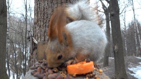 Сегодня Толстая прибежала первой