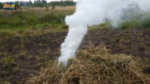 Нужно ли выбрасывать ботву картофеля и томатов?