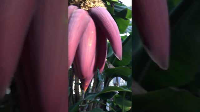 Цветение банана / Banana flower