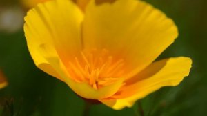 Sony a 7 lV + 90 mm f 2.8 macro