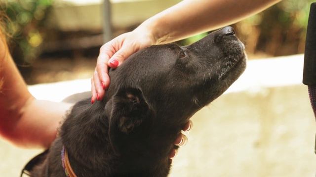 Страхи собак. Что боится ваша собака. Интересный факт. смотреть онлайн