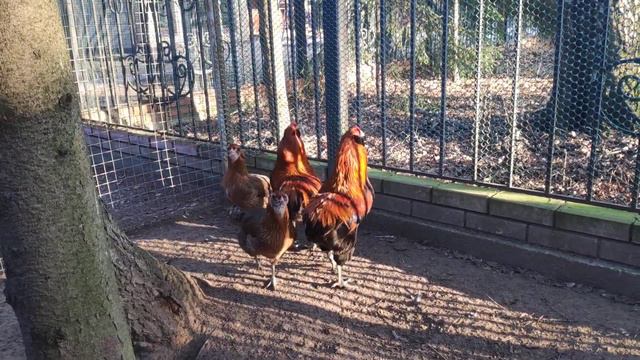 Араукан Золотогривый смотреть онлайн