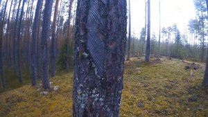 Деревья со шрамами от подсочки (сбор живицы) в Ленобласти