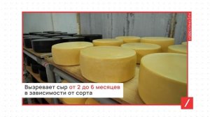 Сделано в Ивановской области. Пучежский сыр