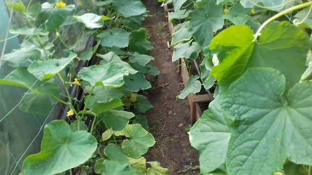 Паутинный клещ на огурцах. Как бороться ??? SOS !!! 25.05.2020. смотреть онлайн