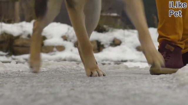 6 правил прогулки с собакой зимой смотреть онлайн