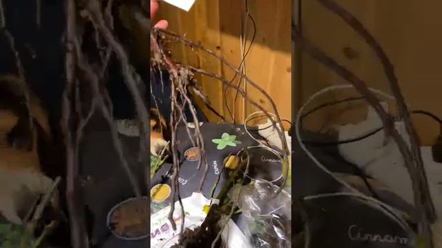 Видео WhatsApp 2023 04 25 в 20 51 40 смотреть онлайн