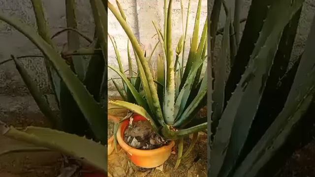 😊😊healthy aloe vera plant preparing 🌿🌿 to Bloom🍂🍂 beautiful flowers 😁😁😁