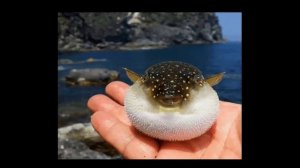 Рыба фугу признана самым опасным деликатесом в мире