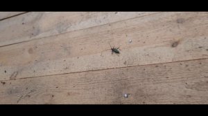 шустрое тараканище