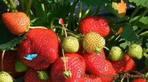 Земляника садовая Королева Елизавета ? обзор: как сажать, рассада земляники Королева Елизавета