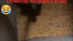 Сплинтер перешёл в атаку🤣🤣🤣#Сплинтер#