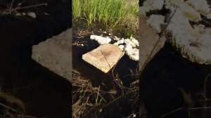 Откачка воды с участка мотопомпой Honda GX 120