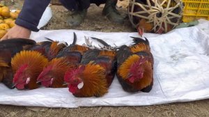 Zon sells wild chickens, vang hoa, king kong amazon