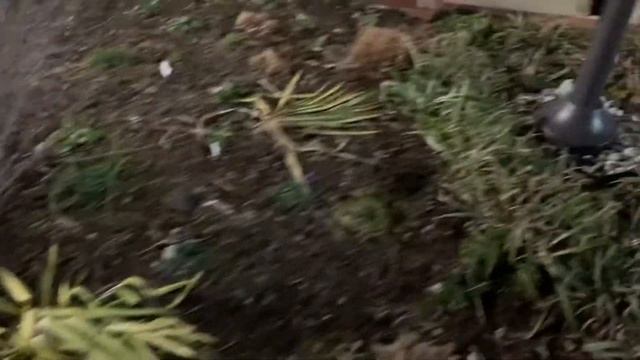 Yucca filamentosa ‘Color Guard’ at Meadowlark Gardens Regional Park in Norther Virginia смотреть онлайн