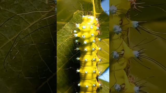 Why Caterpillar of Giant Peacock Moth Saturnia pyri is So Hairy? Kyiv, Ukraine. 27.06.2023.