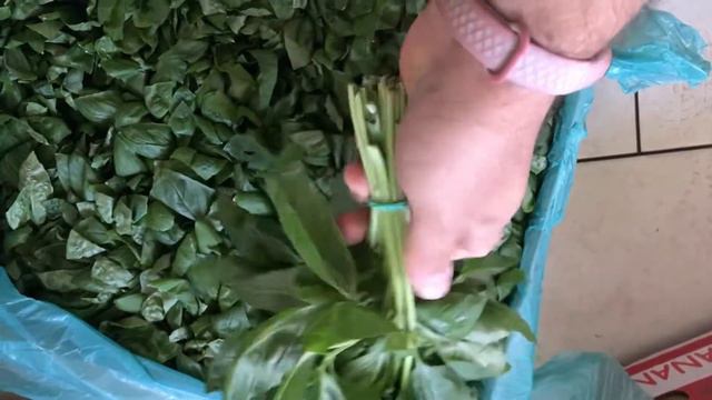 Базилик свежий. Отправка по РФ. ОПТОМ. Выращен в Краснодаре. 89231890765 вот сап смотреть онлайн