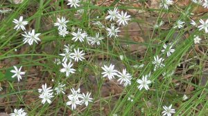 Лето. Голоса, пение птиц