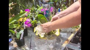 ORCHID REPOTTING FROM FLOWER  ARRANGEMENT INTO a good  ORCHID POT.