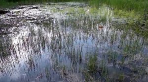 Песни земляных жаб (earthen toad sings)