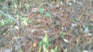 Симферопольское водохранилище. В поисках рыбы и грибов.