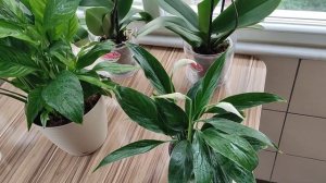 Фосфор для Цветения Спатифиллума