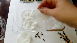 НЕ МОГУ ОСТАНОВИТЬСЯ. КУПИЛА СЕМЕНА ТУНБЕРГИИ. КАК ПРАВИЛЬНО ПОСЕЯТЬ. ВРЕДИТЕЛИ НА РАССАДЕ.