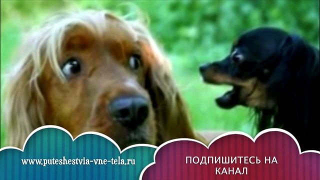 СОННИК - Собака во сне смотреть онлайн