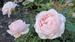 David Austin Roses | Bathsheba Ambridge | Geoff Hamilton | SoCal zone 10a