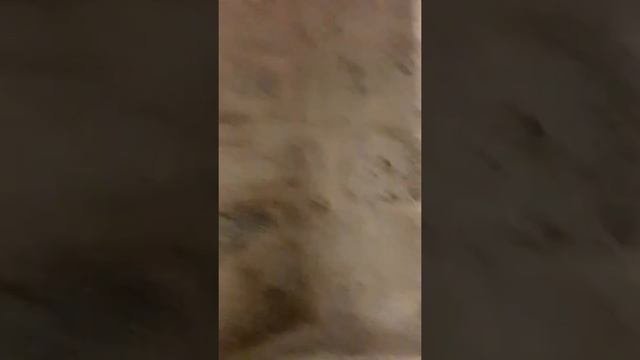 Золотой путь во  дворце Топкапы. Наталья Староверова