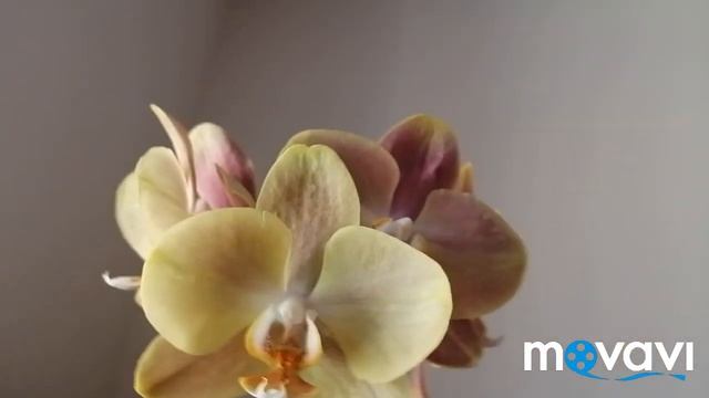 #Майское цветение орхидей?Меджик Арт, Кимоно, Брион. #Новые красотки-phal.Пескара,Рим?#Гибискус? смотреть онлайн