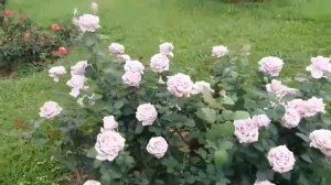 Rose Mainzer Fastnacht (Майзер, SiSi, Си-Си роза)