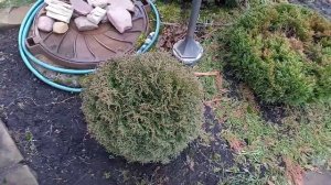 Туя западная. Как меняется цвет хвои зимой у различных сортов