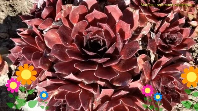 Молодило гибридное О Май. Краткий обзор, описание характеристик sempervivum hybr. Oh My смотреть онлайн