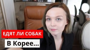 Едят ли корейцы собак? Как готовят собак в Южной Корее? Ела ли я собачатину?