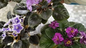 Почему не цветут фиалки| Что надо делать