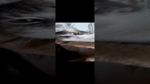 Ласковым котикам нужна семья. Июнь 23 г.