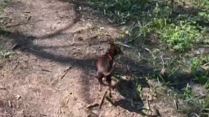 Прогулка с собакой по лесу.Той терьер. Dog walking