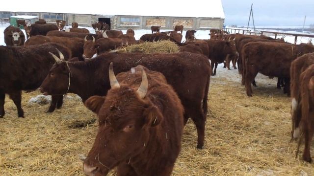 Калмыцкая порода Крс