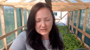 Деревянная теплица для рассады малины