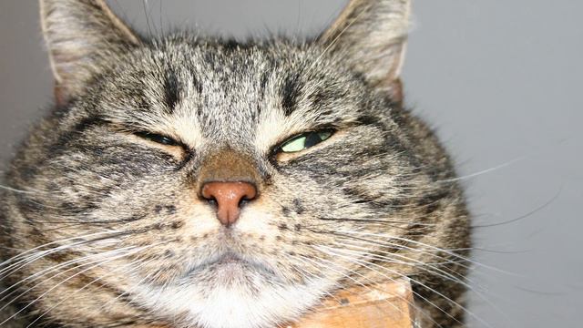 Толстого Кота не Пускали на Самолет и Его Хозяин Придумал Умный План смотреть онлайн