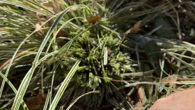 Pruning the carex to reveal the hellebores’ beauty смотреть онлайн