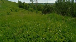 Звуки природы.Пение сверчка.Relax.Как поет сверчок степной.