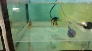 #Барбусы#Тернеция ГЛО#Рыбки на нерест#Разведение# Рыбок#Аквариумистика#Сажу рыбок на нерест