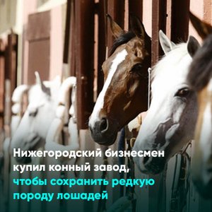 Нижегородский бизнесмен купил конный завод, чтобы сохранить редкую породу лошадей