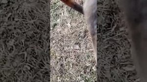 Первый коп с металлоискателем Go-find 66