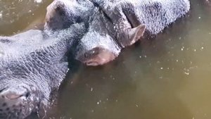 Бегемот делает ЭТО - Как бегемот ходит в туалет