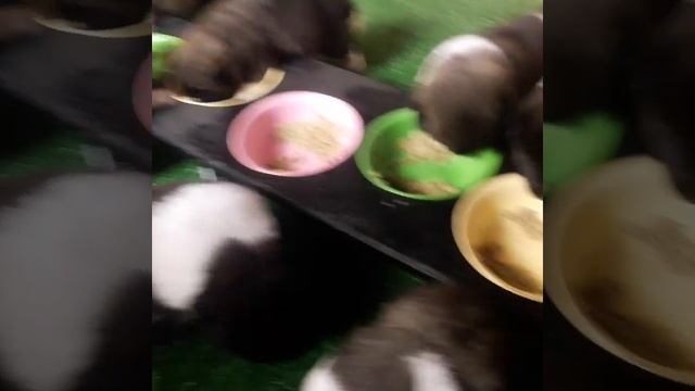 Щенки американской акиты. Первое кормление из мисок. смотреть онлайн