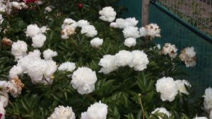 Baroness Schroeder | R2 Flowers | Peonies